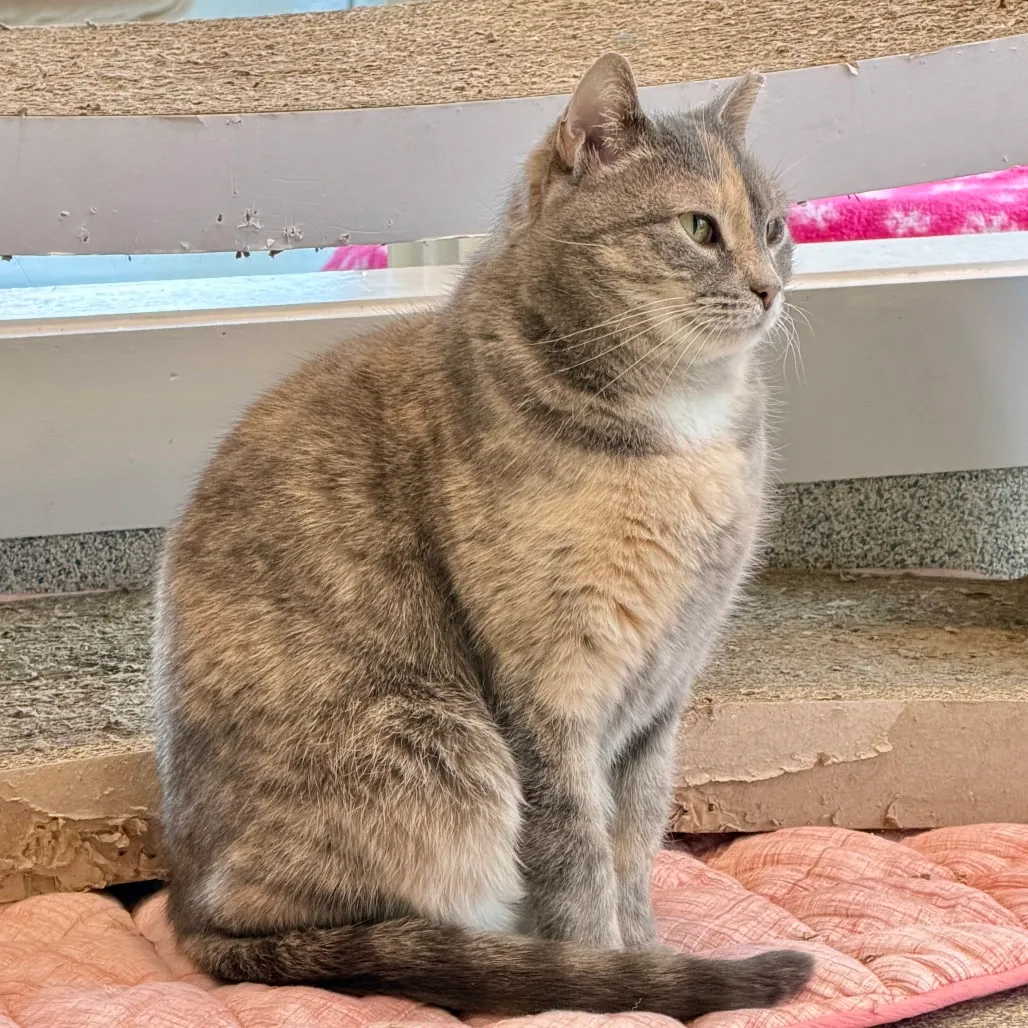 Piper Domestic Shorthair Buff 