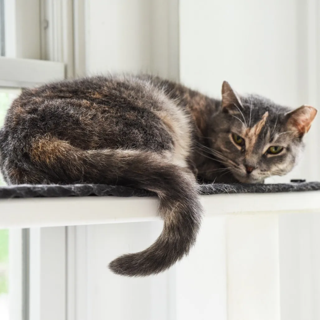 Piper Domestic Shorthair Buff 