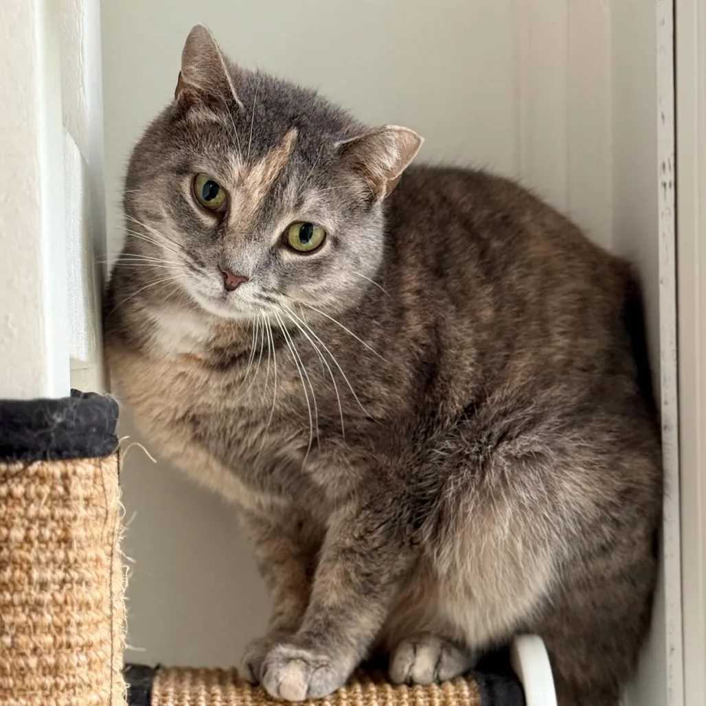 Piper Domestic Shorthair Buff 