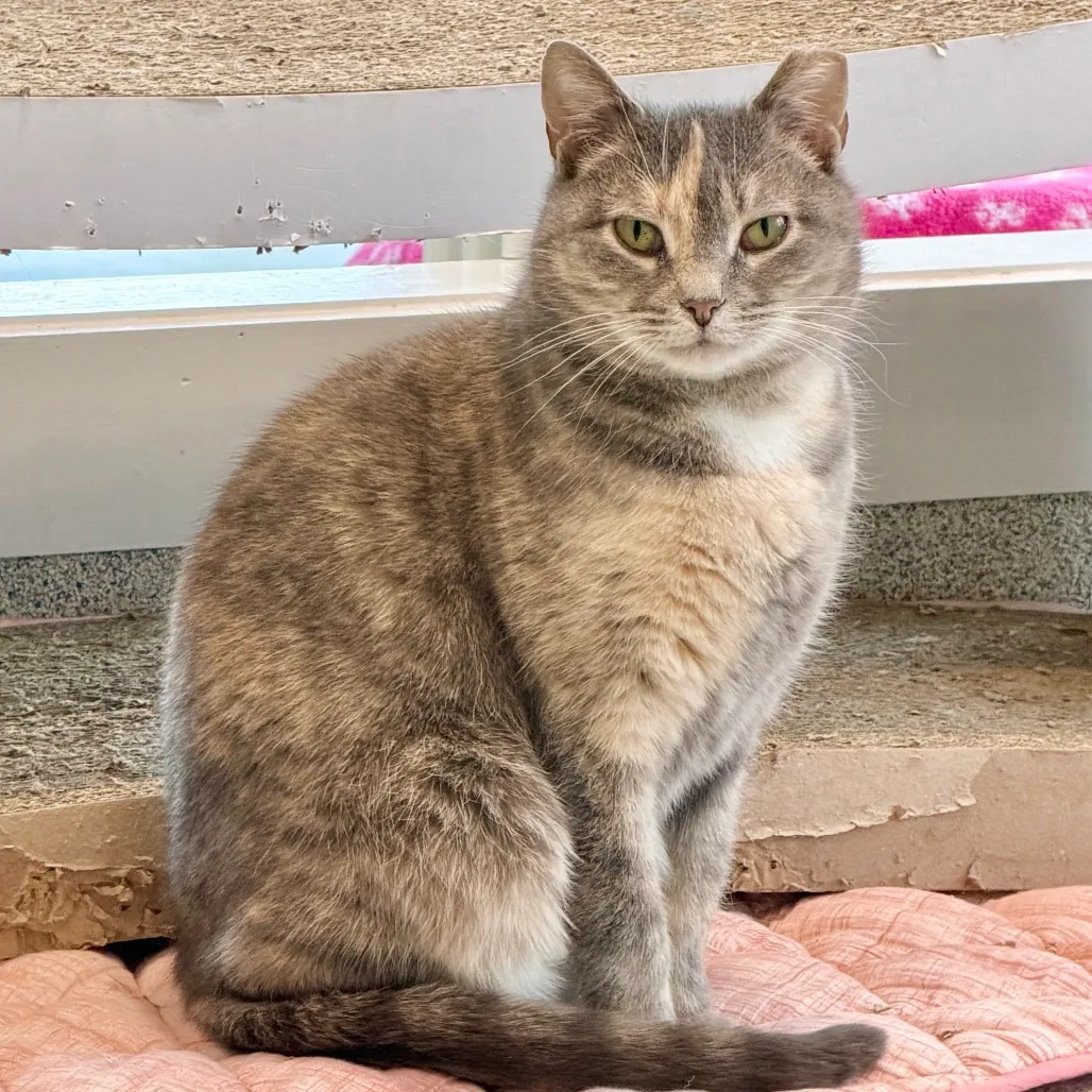 Piper Domestic Shorthair Buff 