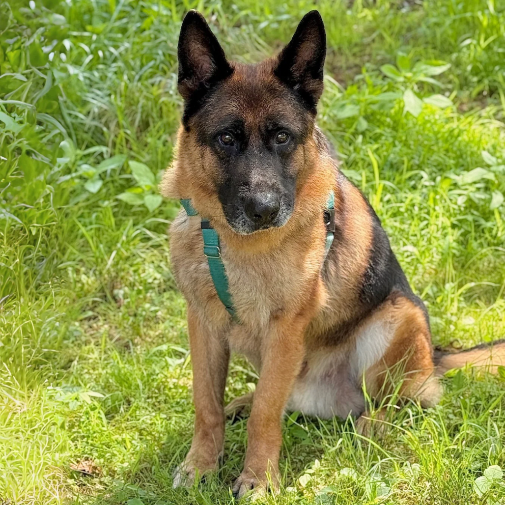 Jack Shepherd, German Black