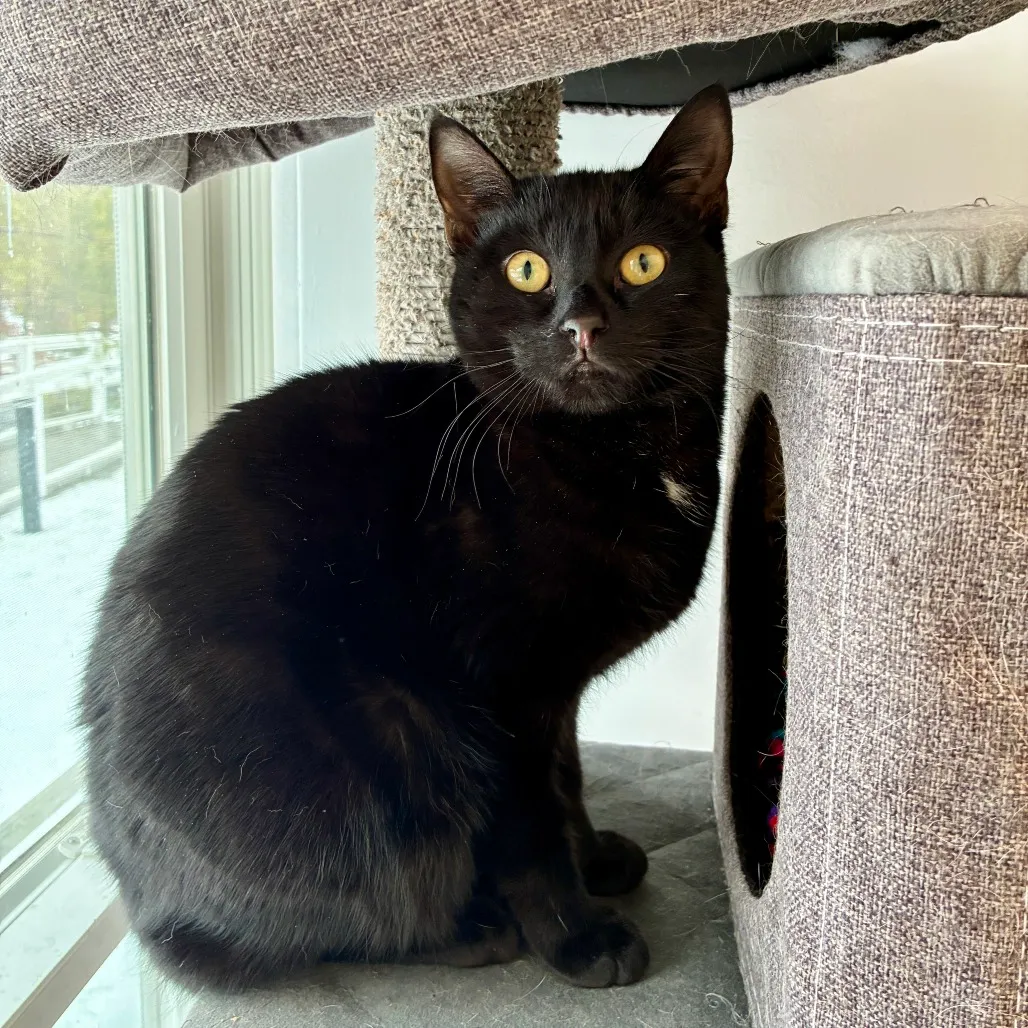 Onyx Domestic Shorthair Black None