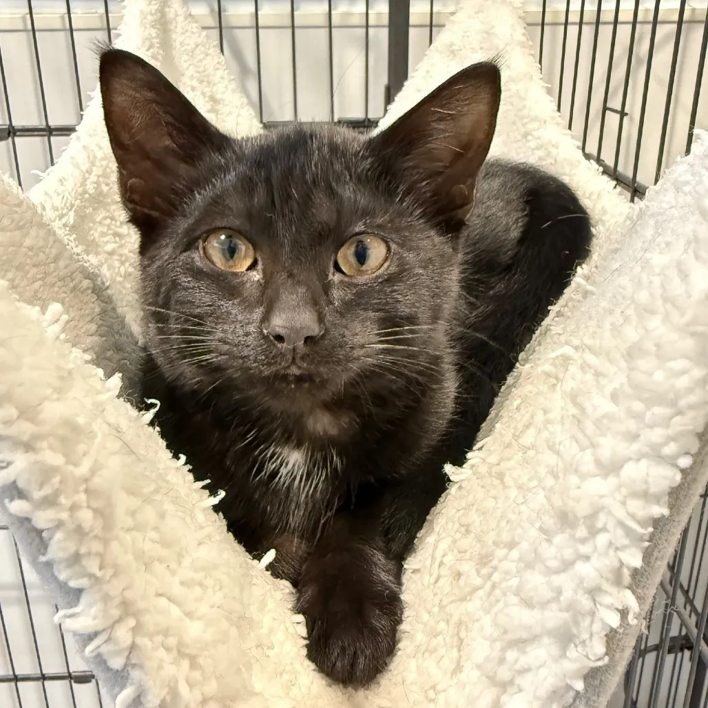 Onyx Domestic Shorthair Black None