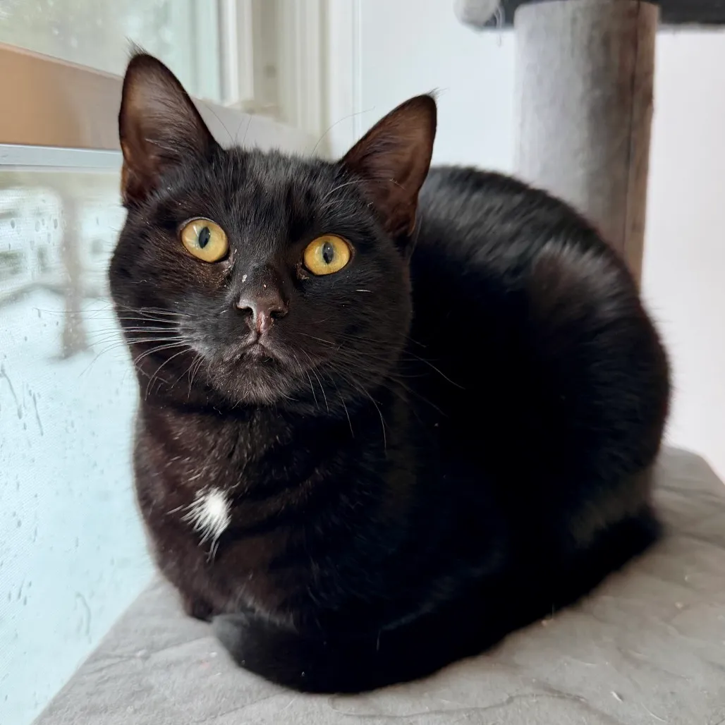 Onyx