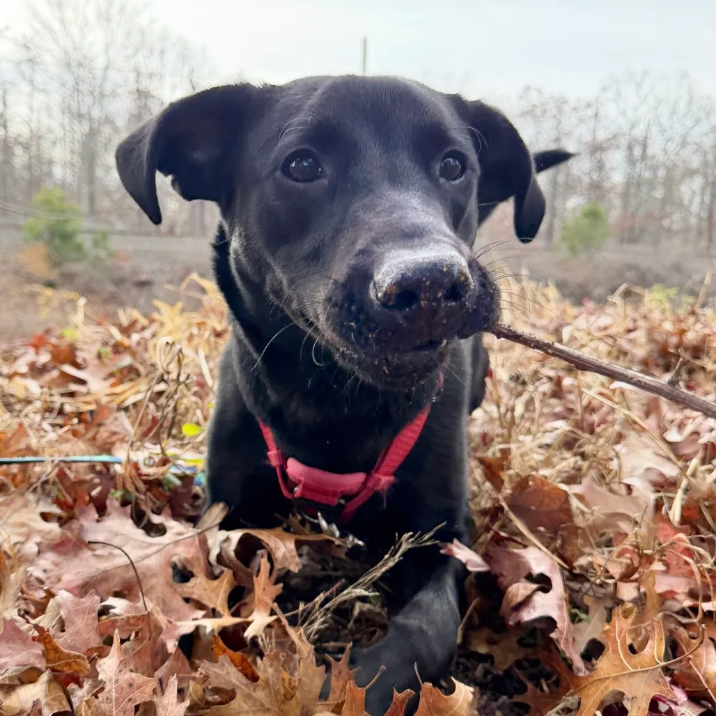 Phinjamin Retriever, Black Labrador/Mix Black None