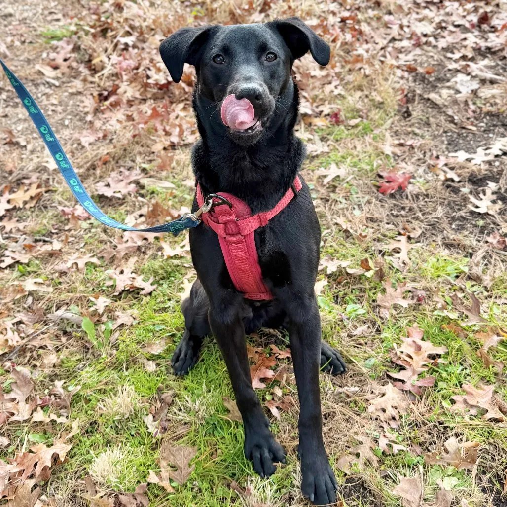 Phinjamin Retriever, Black Labrador/Mix Black None