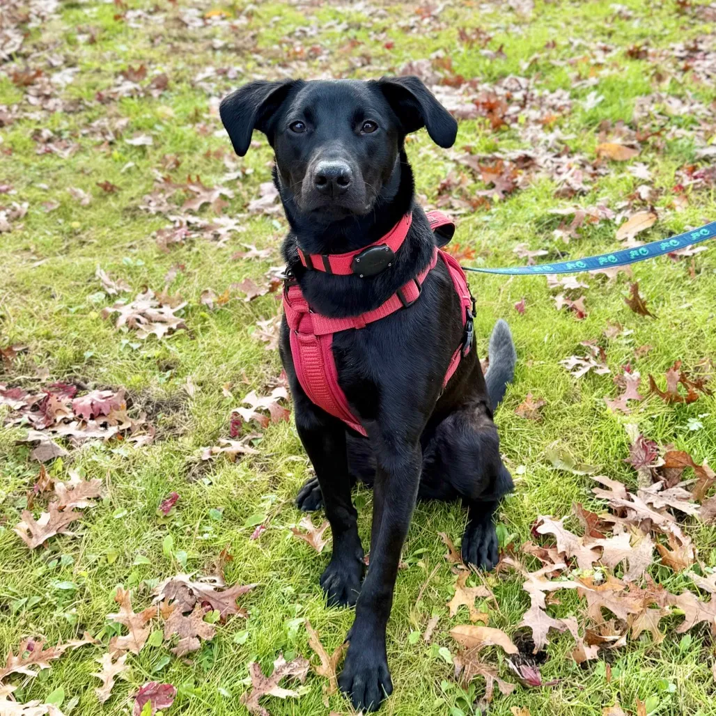 Phinjamin Retriever, Black Labrador/Mix Black None