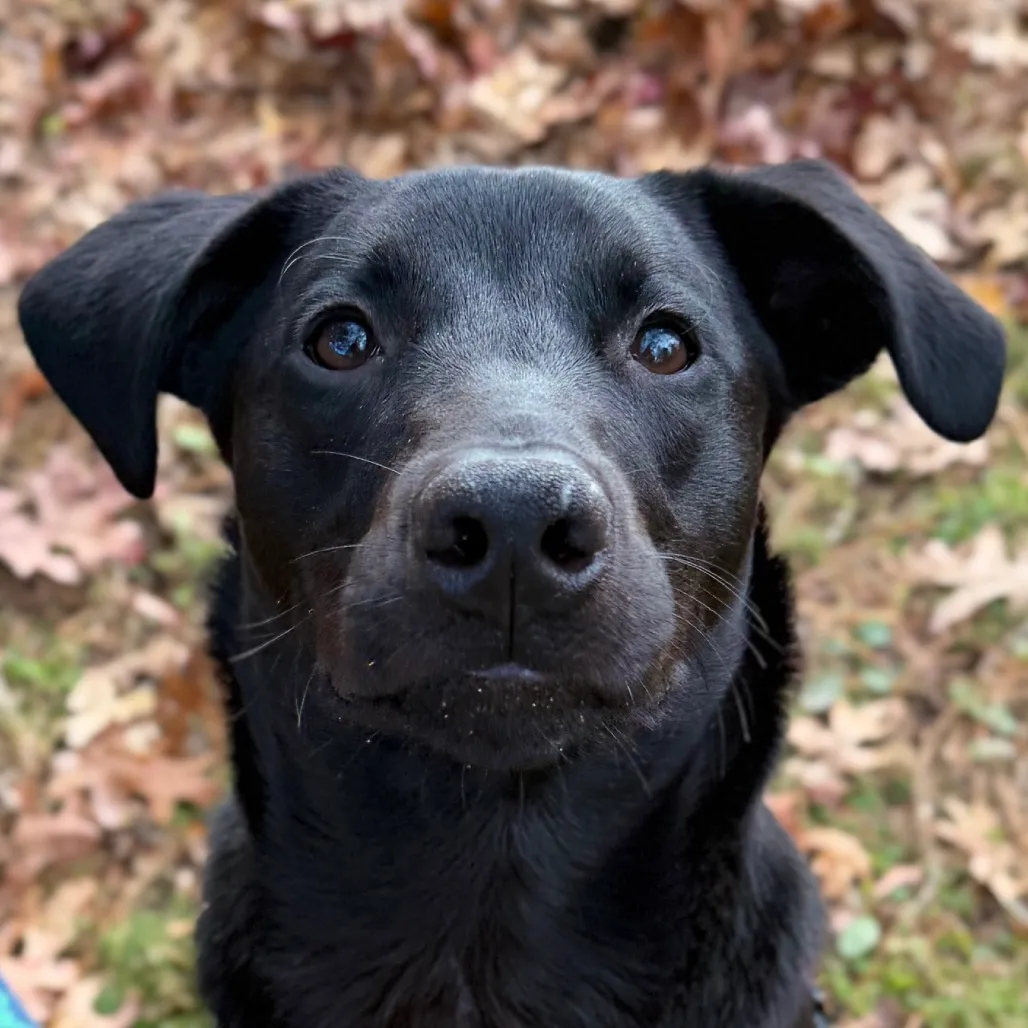 Phinjamin Retriever, Black Labrador/Mix Black None