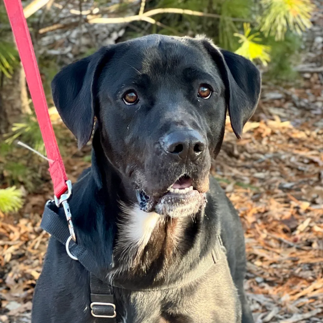 Diesel Retriever, Black Labrador Black 