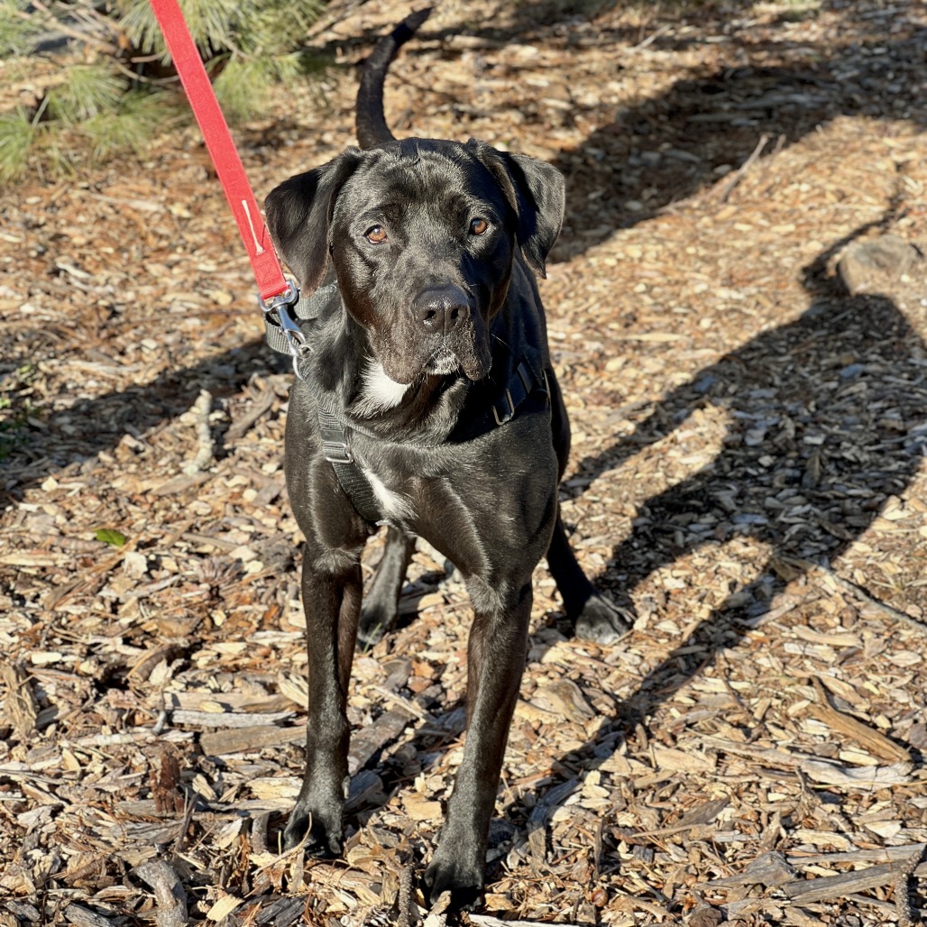 Diesel Retriever, Black Labrador Black