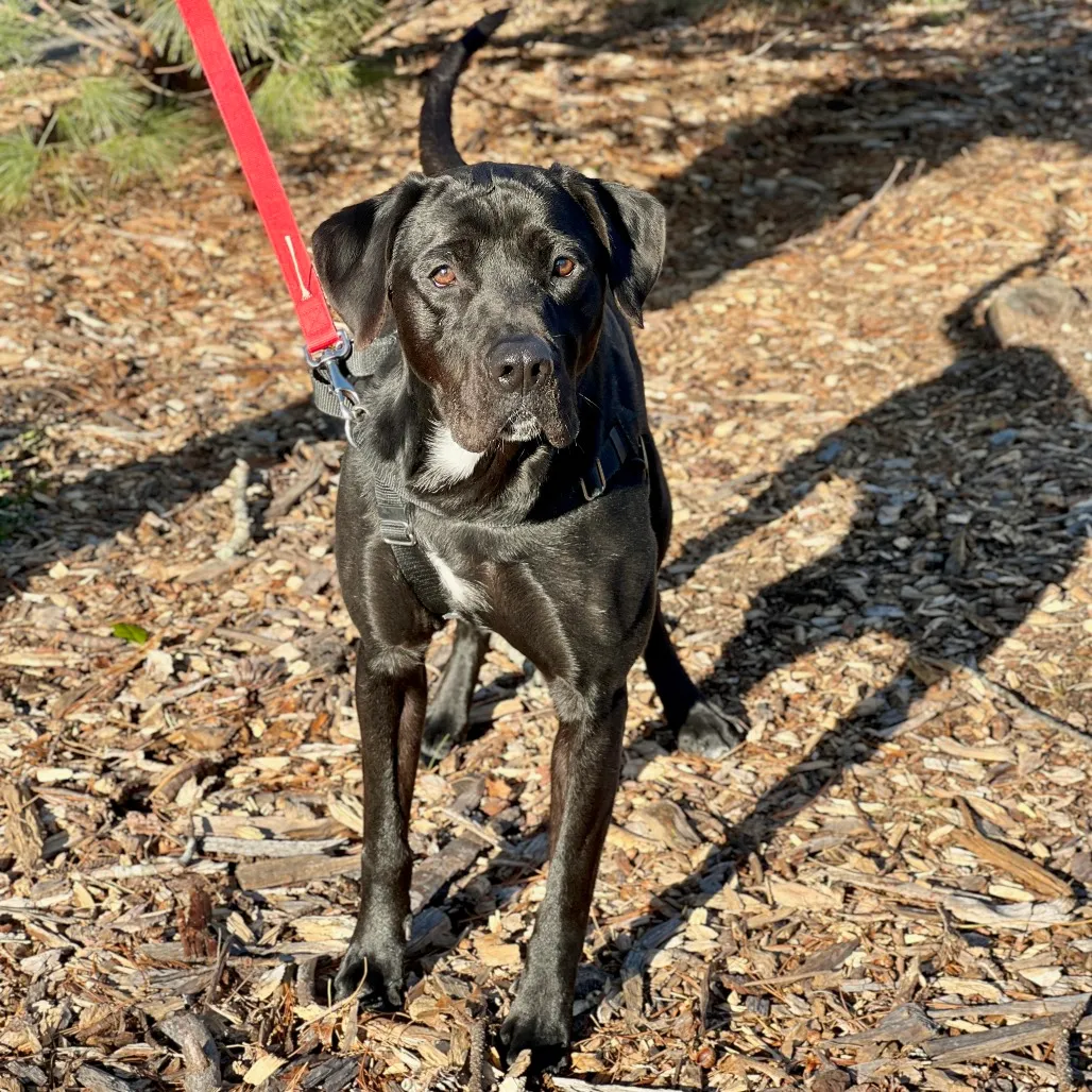 Diesel Retriever, Black Labrador Black 