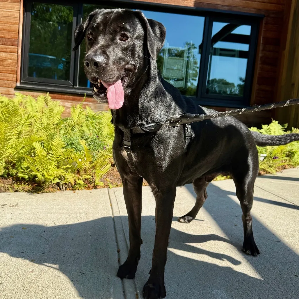 Diesel Retriever, Black Labrador Black 