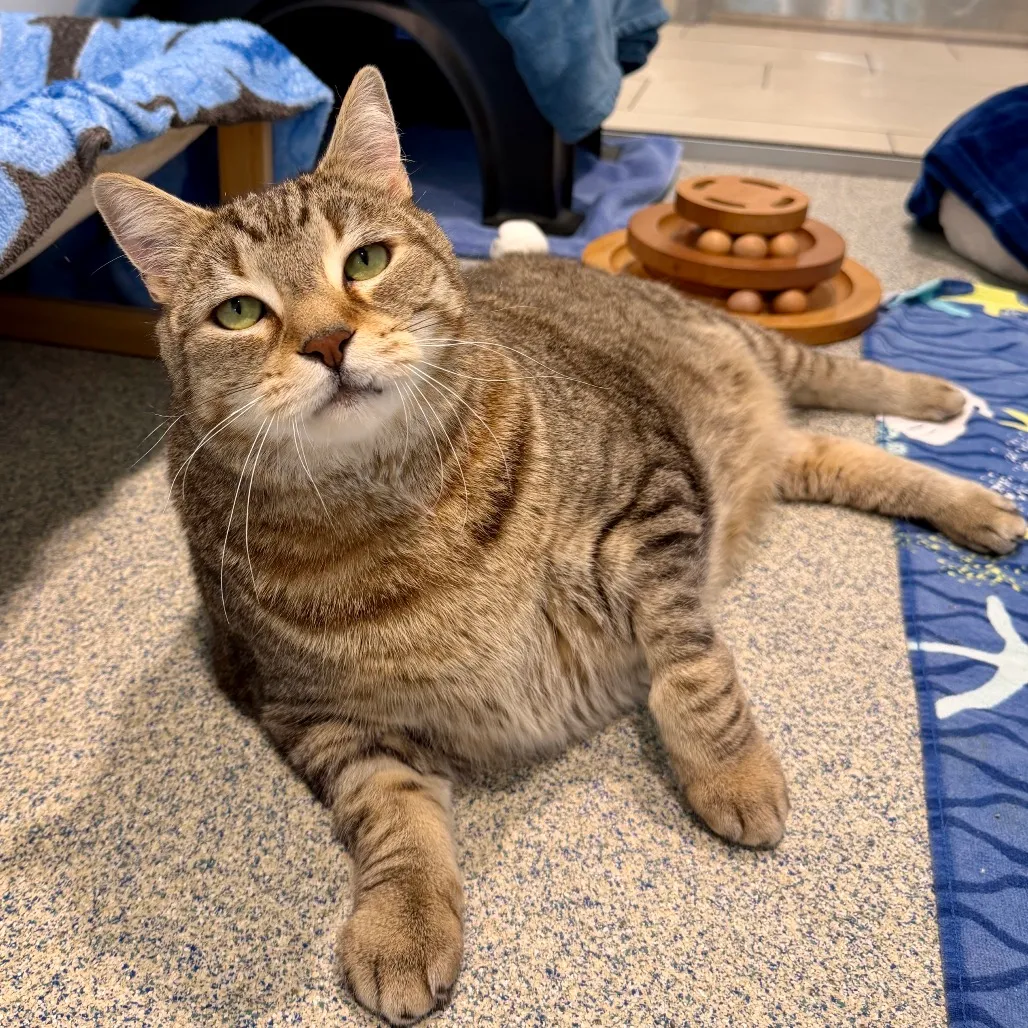 Oliver Fish Domestic Shorthair Brown Tabby