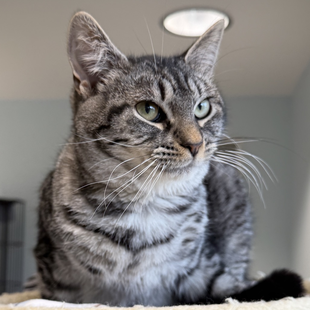 Edmond Domestic Shorthair Grey/Black None