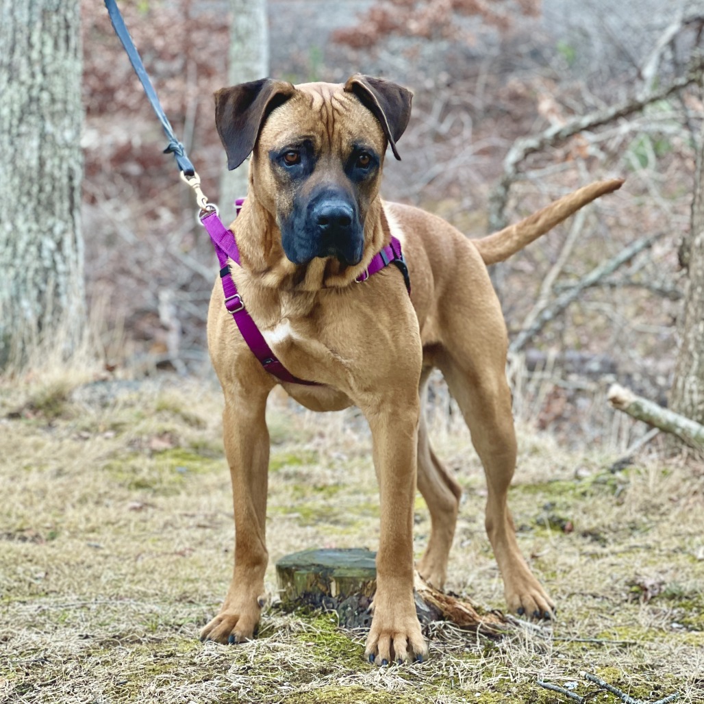 Ollie Mastiff Tan