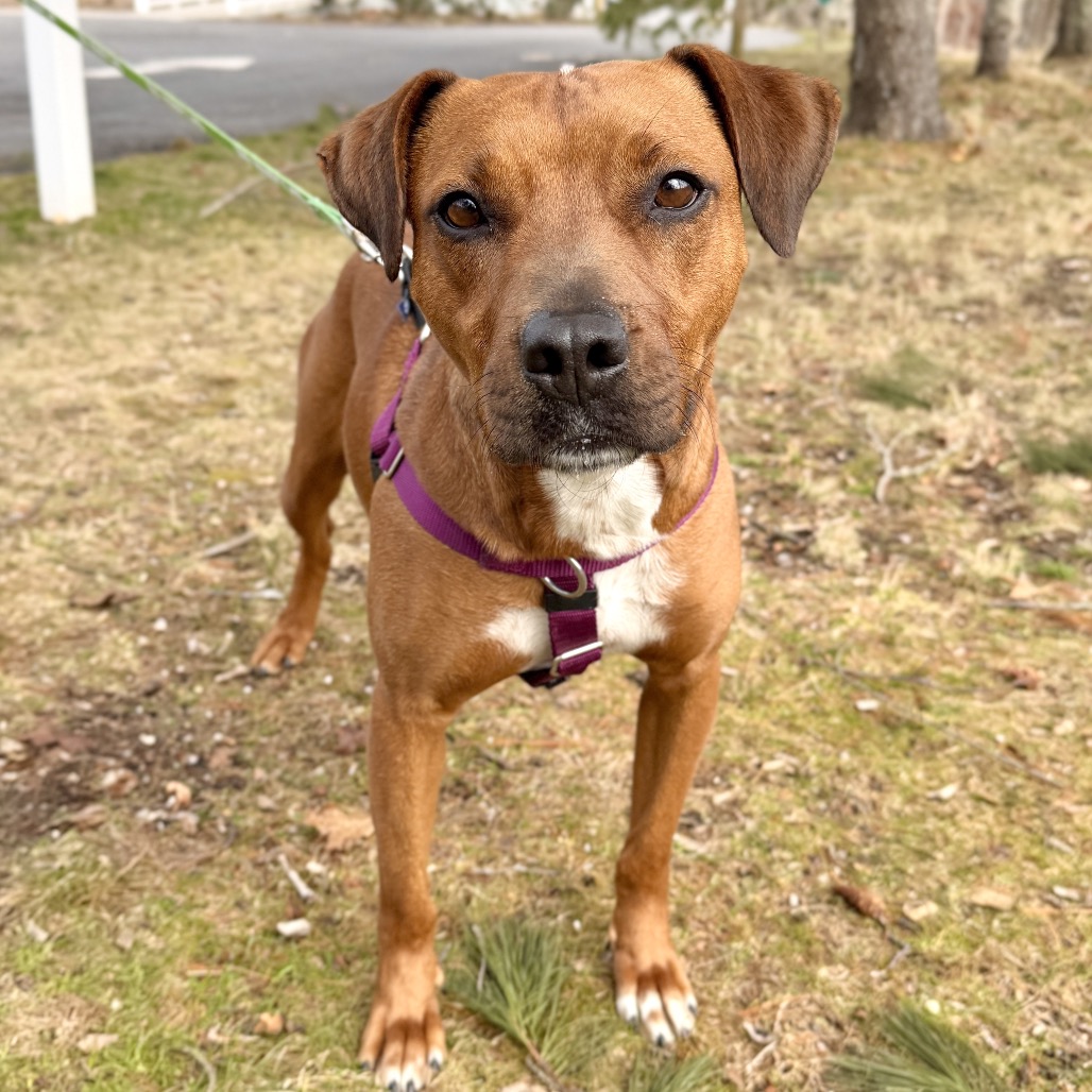 Ruby Red Black Mouth Cur Red/Mahogany