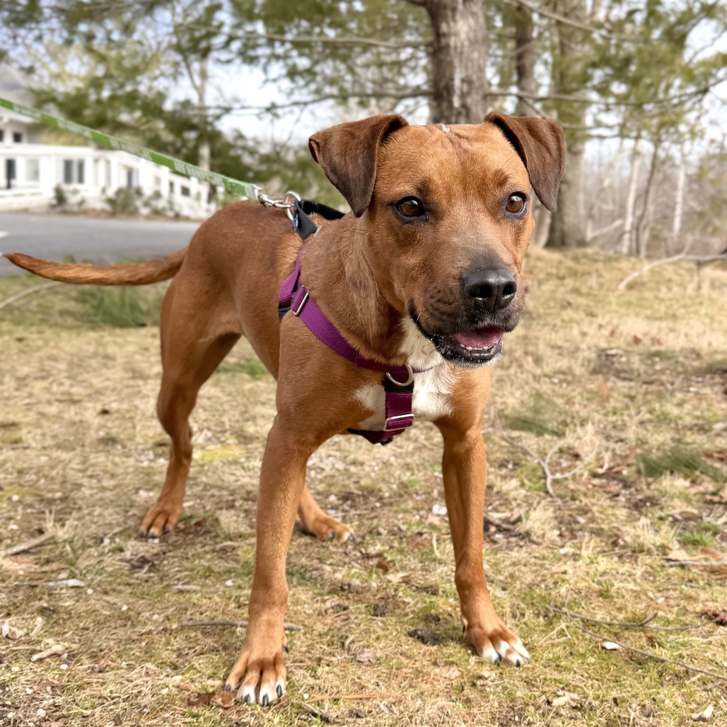 Ruby Red Black Mouth Cur Red/Mahogany