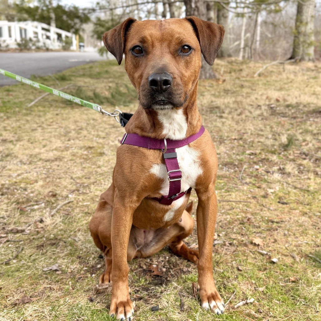 Ruby Red Black Mouth Cur Red/Mahogany
