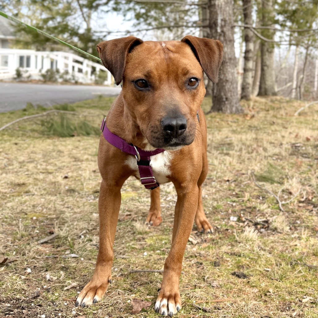 Ruby Red Black Mouth Cur Red/Mahogany