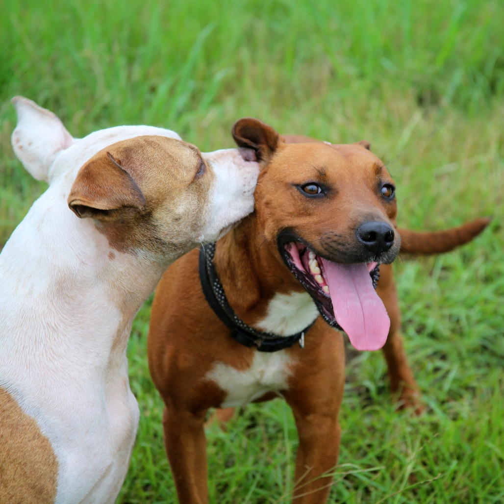 Ruby Red Black Mouth Cur Red/Mahogany