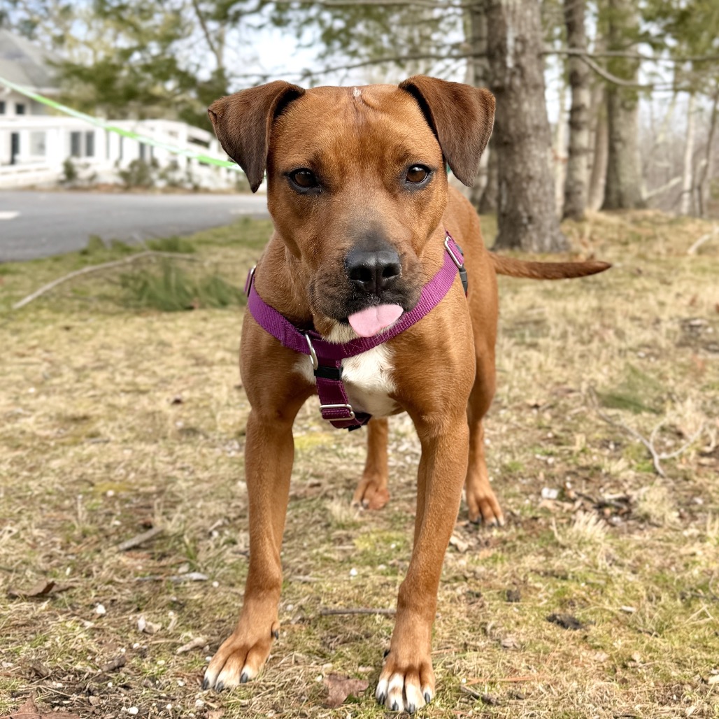 Ruby Red Black Mouth Cur Red/Mahogany