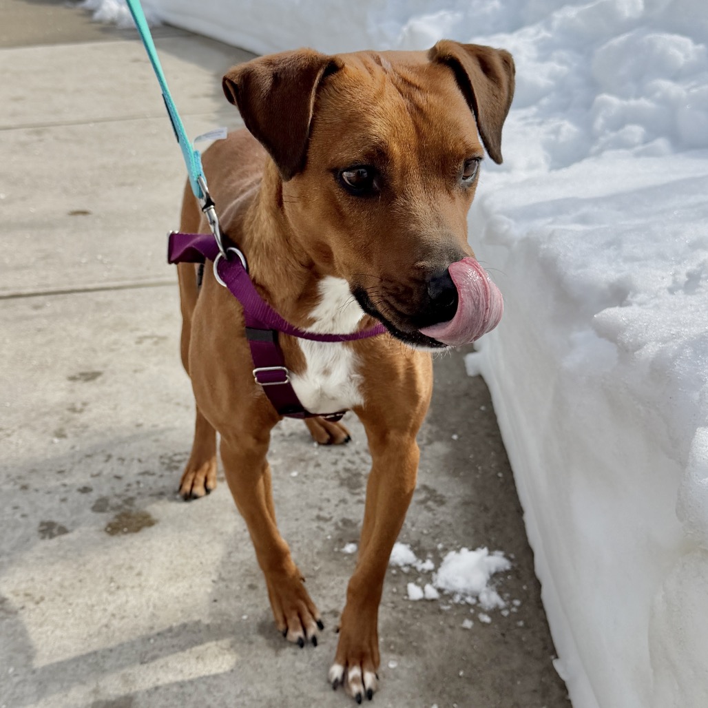 Ruby Red Black Mouth Cur Red/Mahogany
