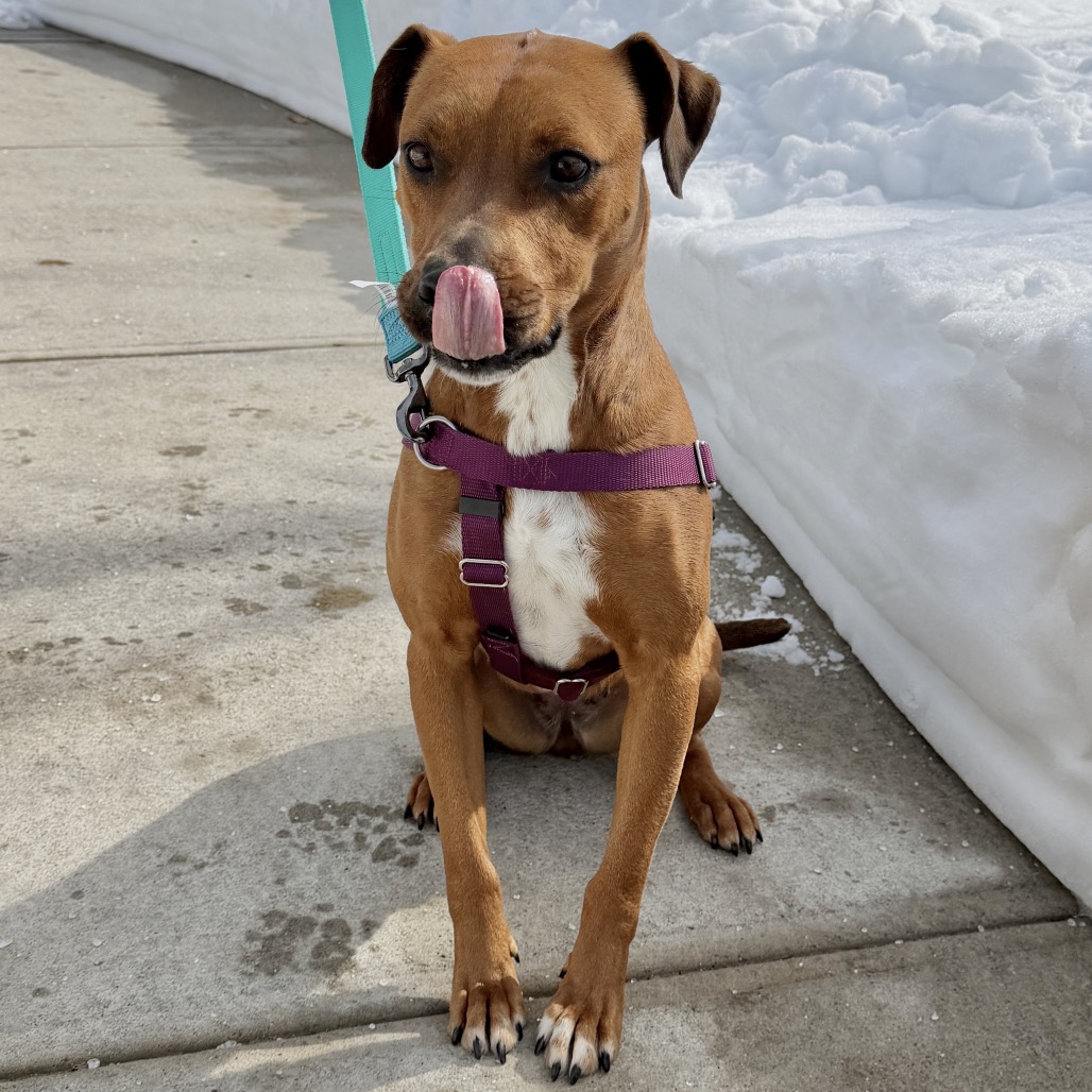 Ruby Red Black Mouth Cur Red/Mahogany