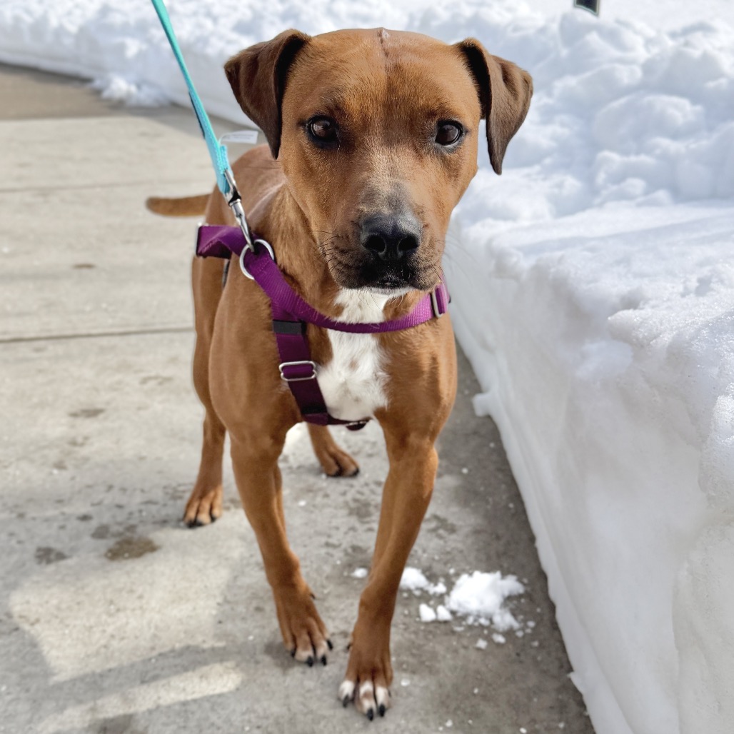 Ruby Red Black Mouth Cur Red/Mahogany