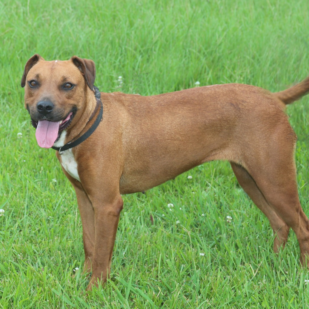 Ruby Red Black Mouth Cur Red/Mahogany