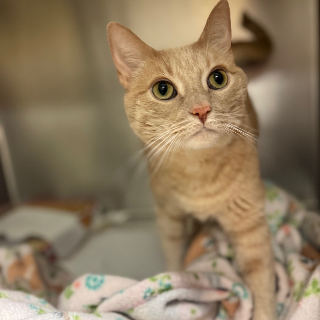 Autumn Domestic Shorthair Orange Tabby