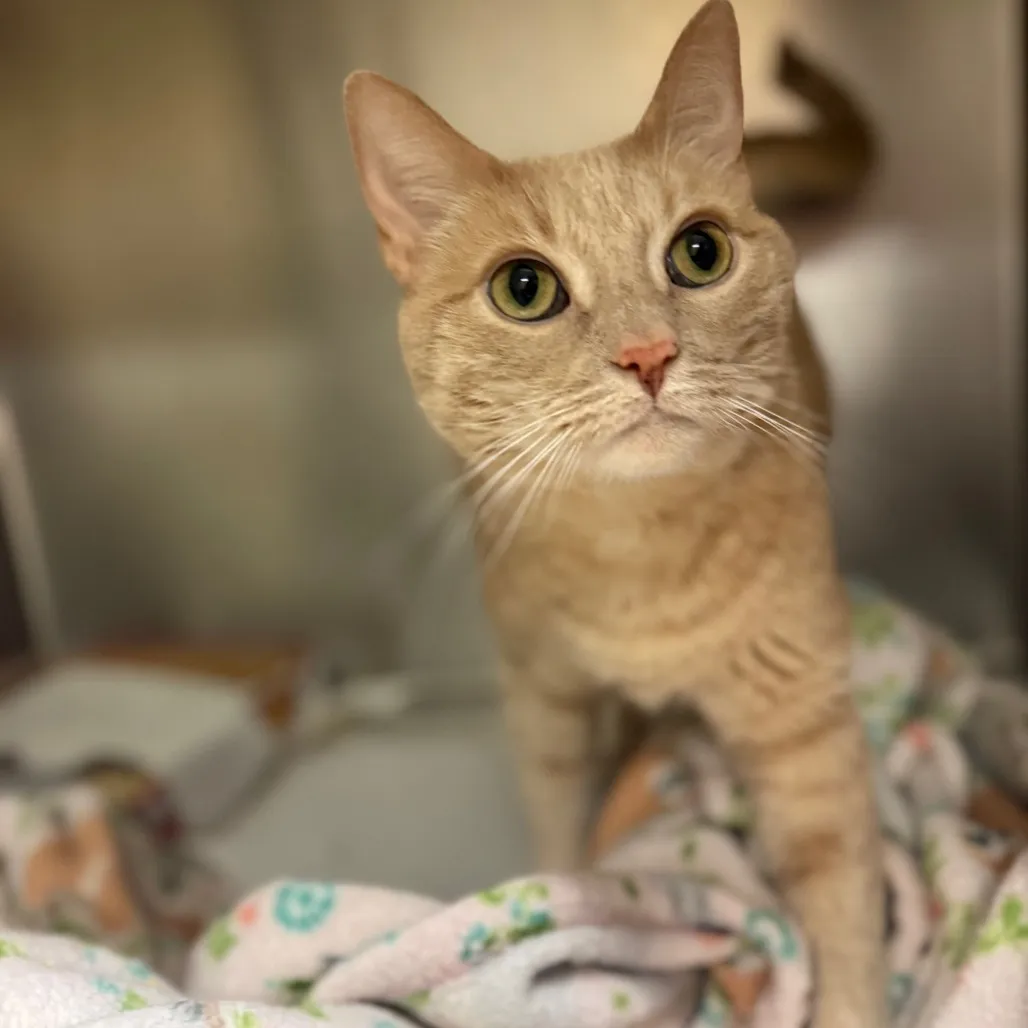 Autumn Domestic Shorthair Orange Tabby