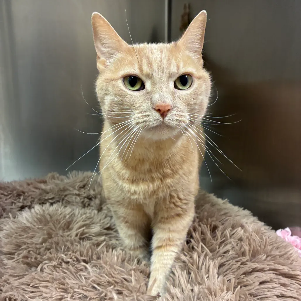 Autumn Domestic Shorthair Orange Tabby