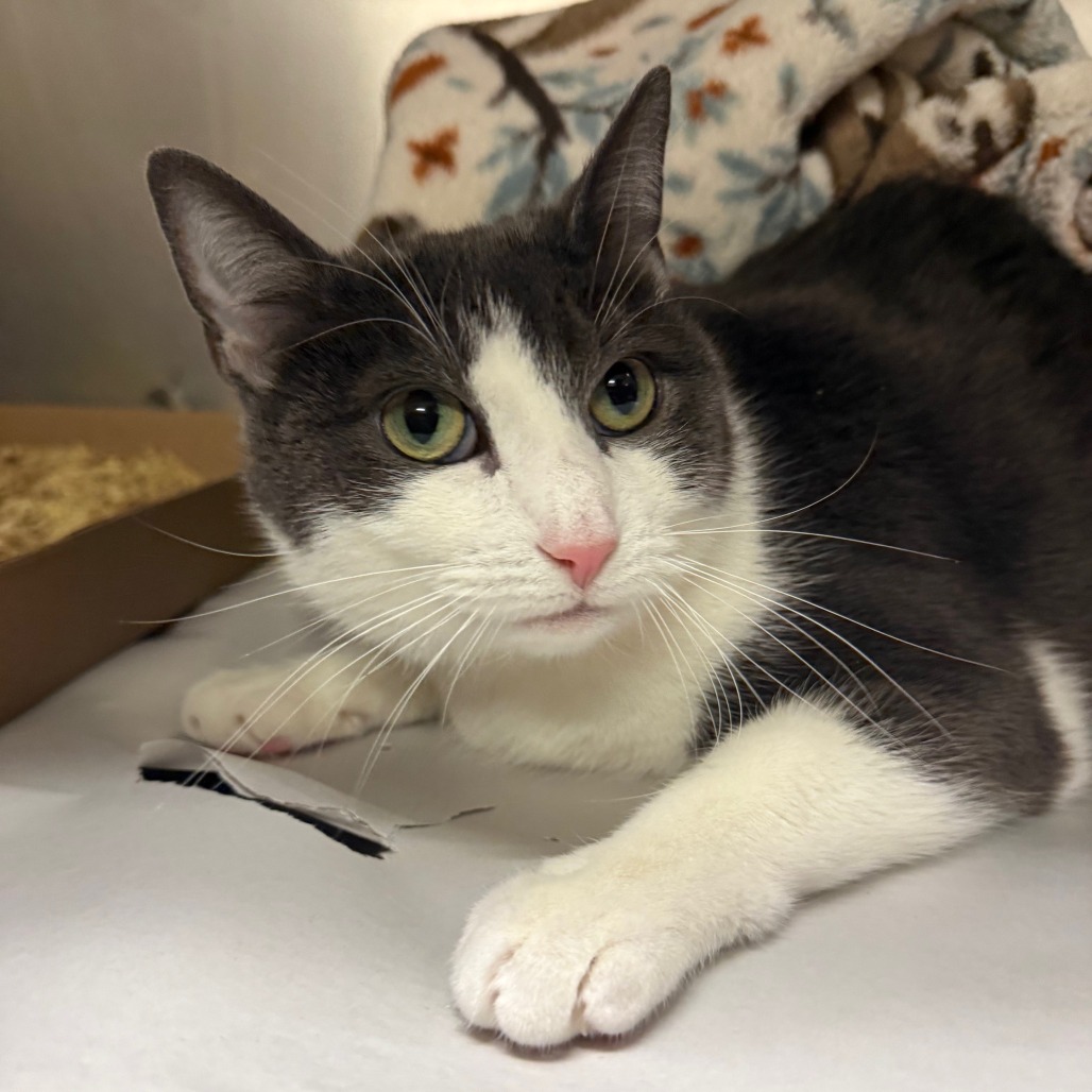 Luna Domestic Shorthair Grey