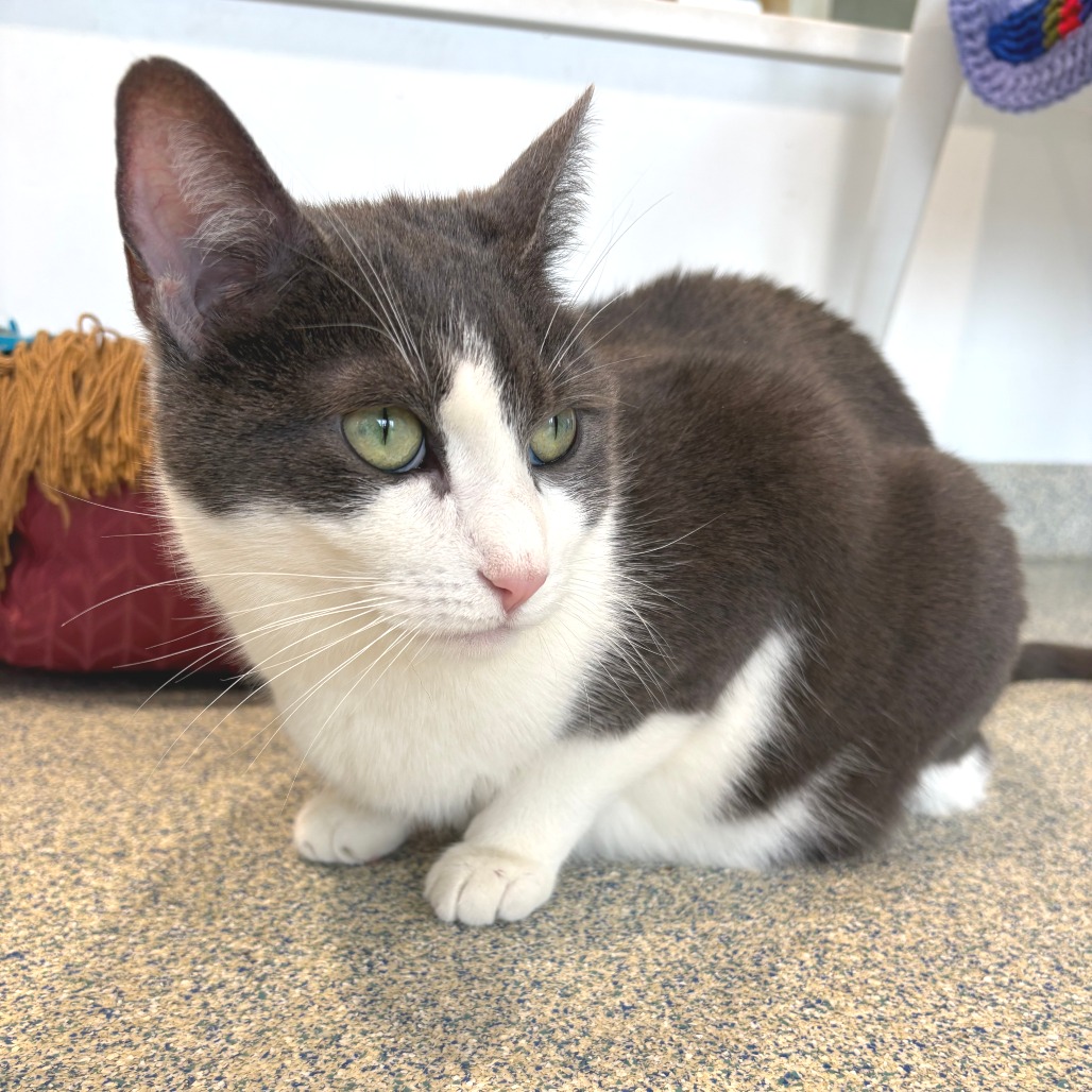 Luna Domestic Shorthair Grey