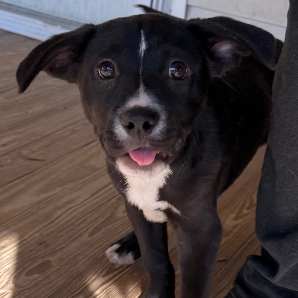 Peter Retriever, Black Labrador Black