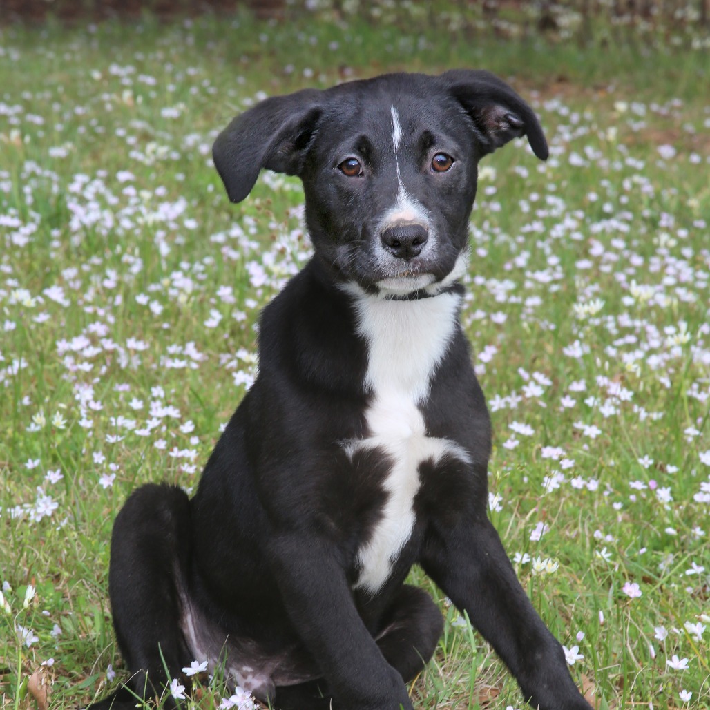 Peter Retriever, Black Labrador Black