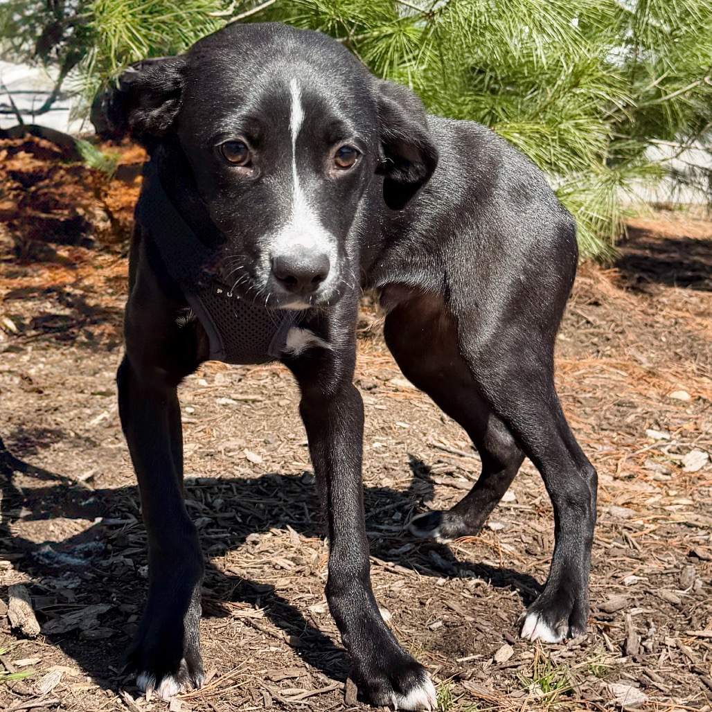 Peter Retriever, Black Labrador Black