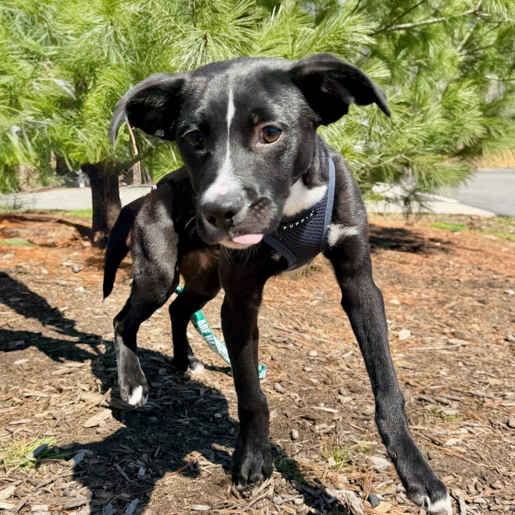 Peter Retriever, Black Labrador Black