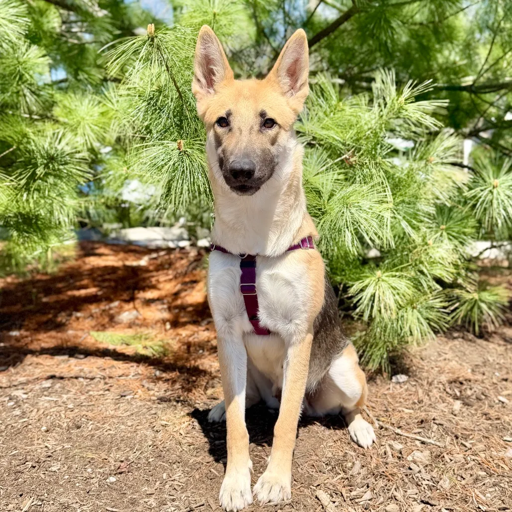 Betty Shepherd, German Sable 
