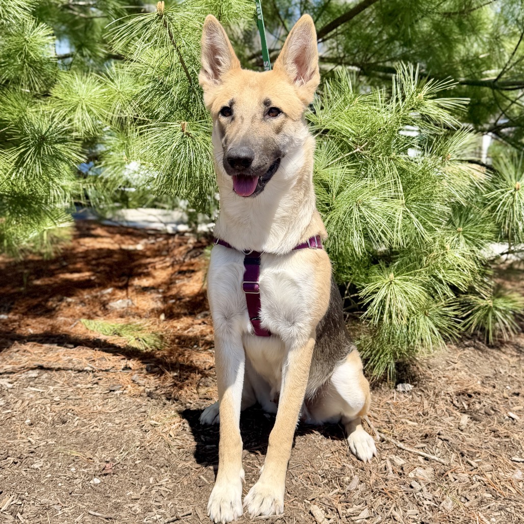 Betty Shepherd, German Sable