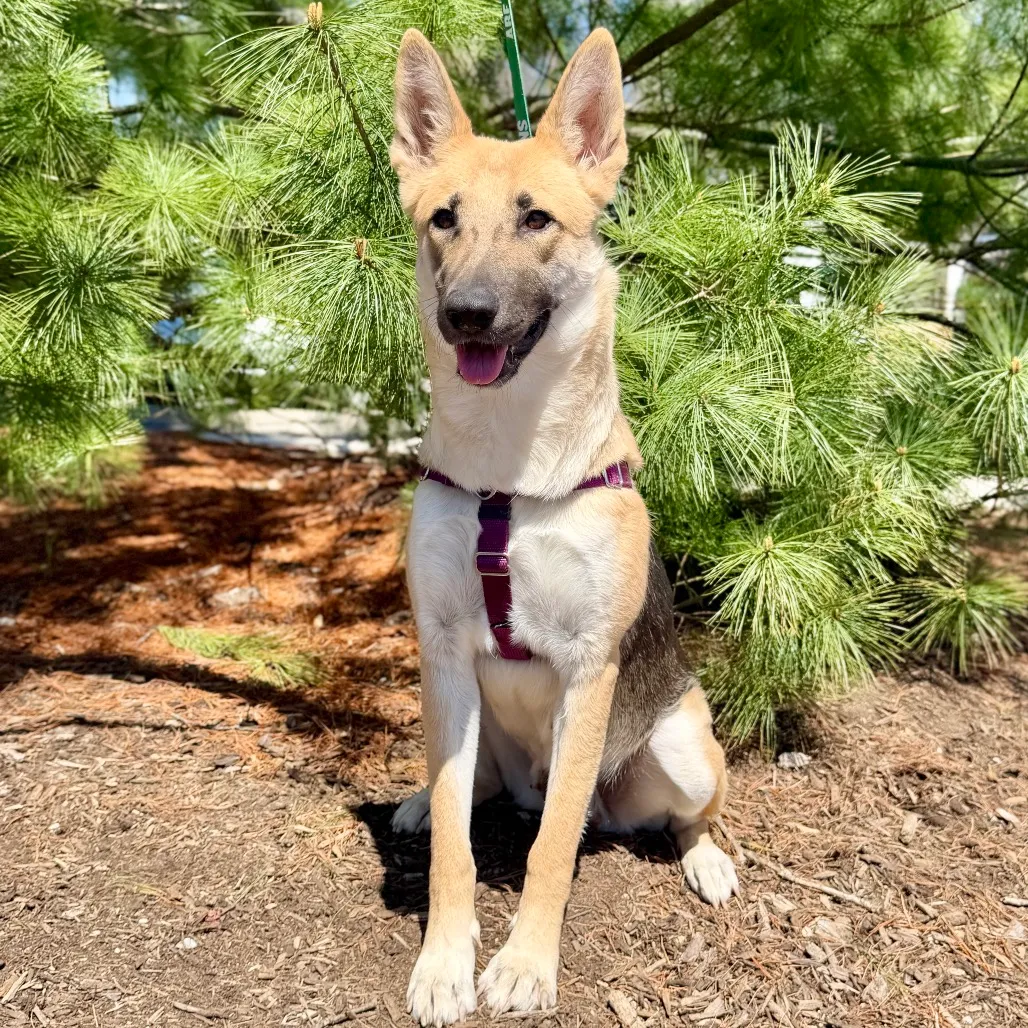 Betty Shepherd, German Sable 