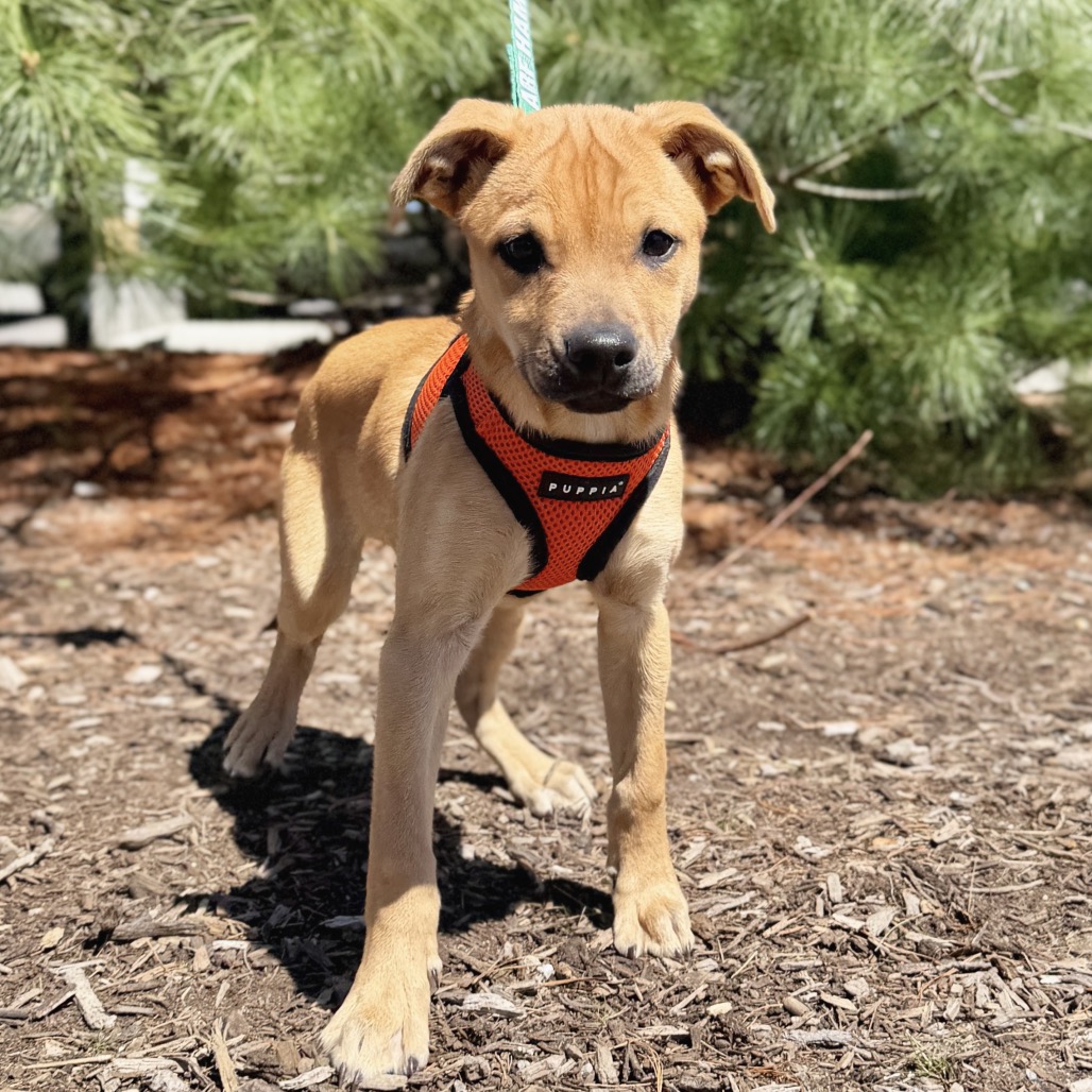 Peony Shepherd, German/Mixed Breed (Medium) Beige
