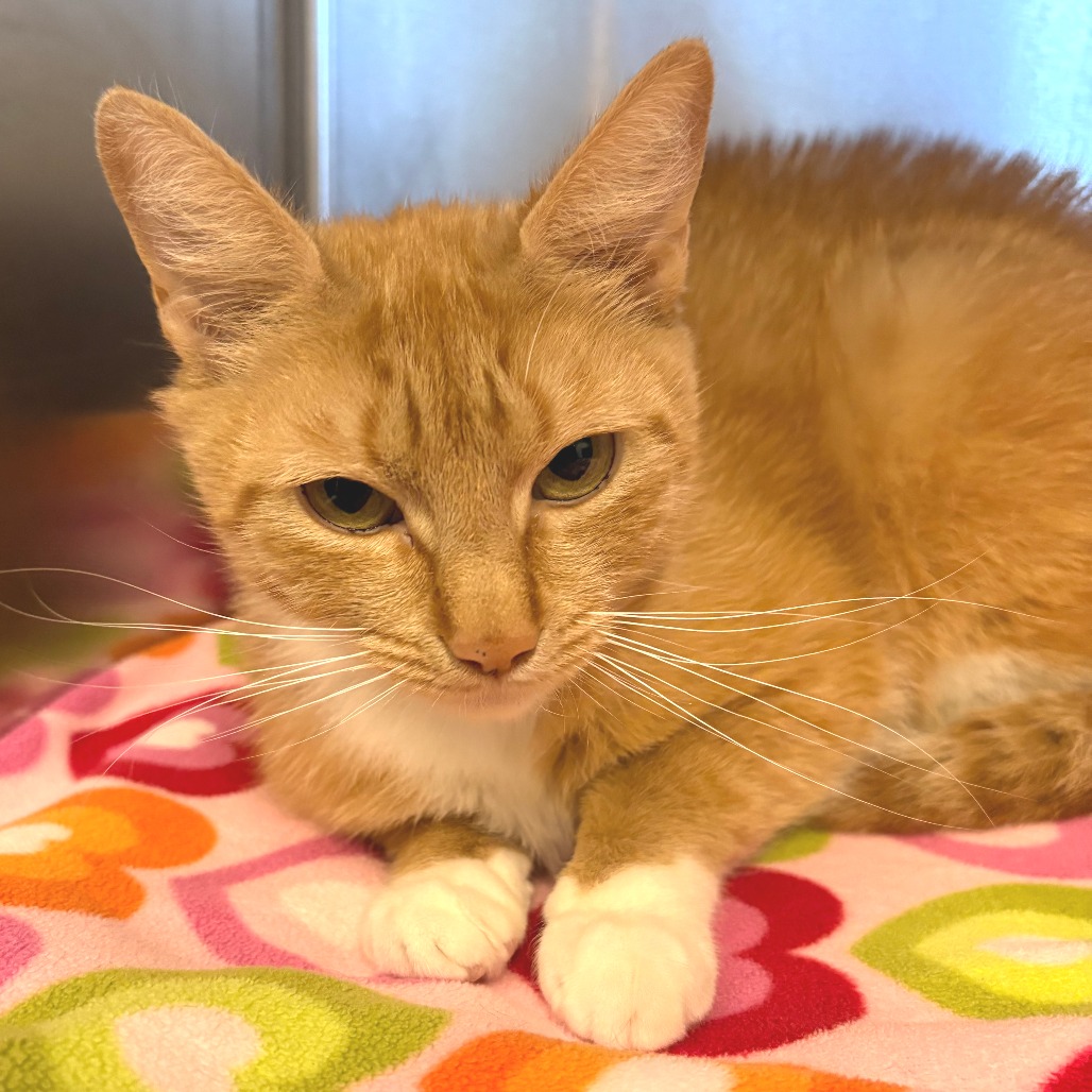 Thea Domestic Shorthair Orange