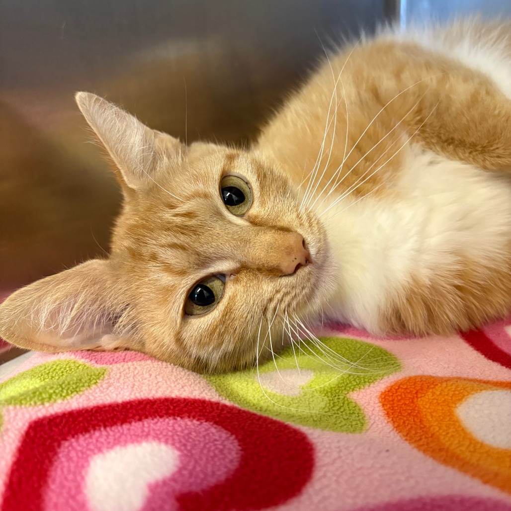 Thea Domestic Shorthair Orange