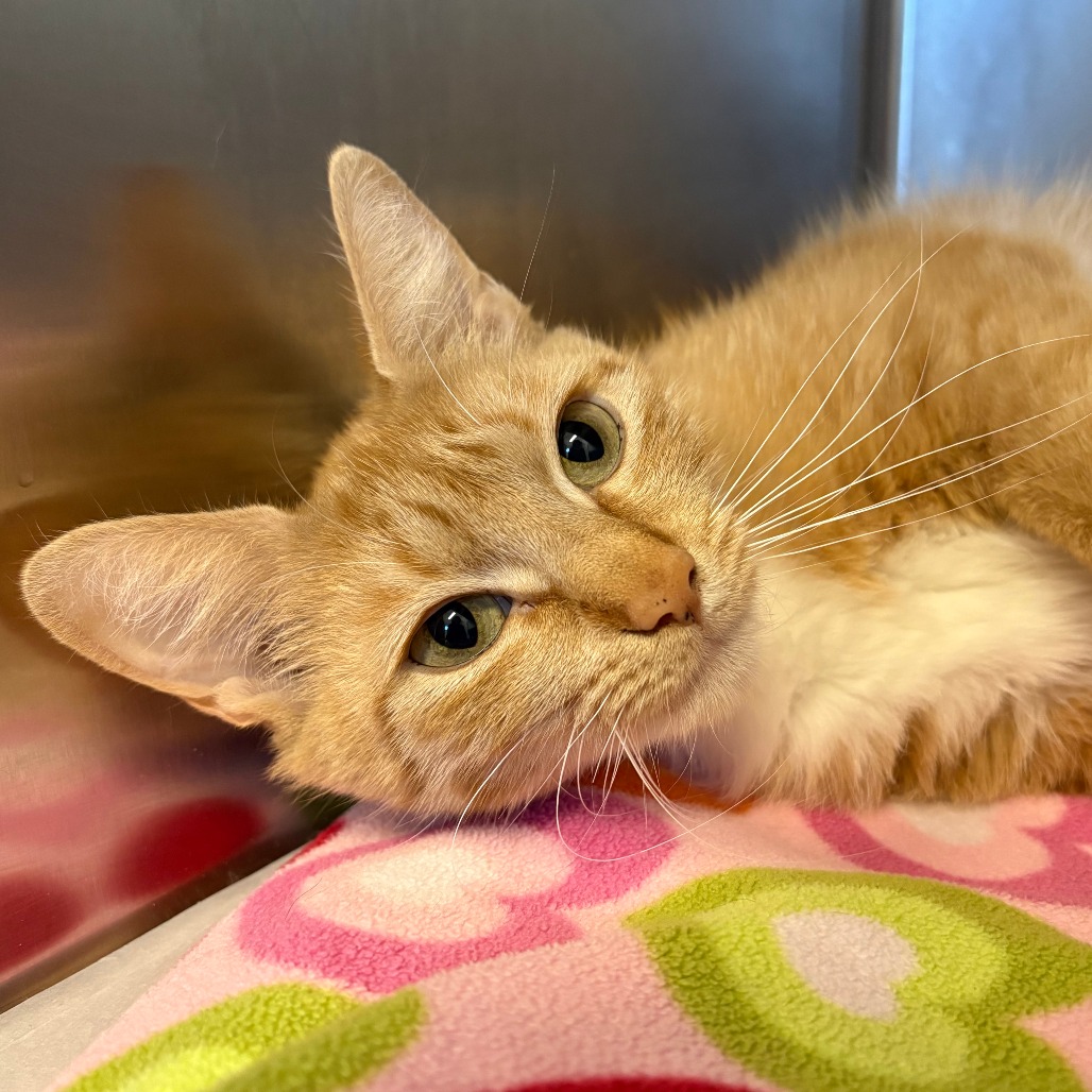 Thea Domestic Shorthair Orange