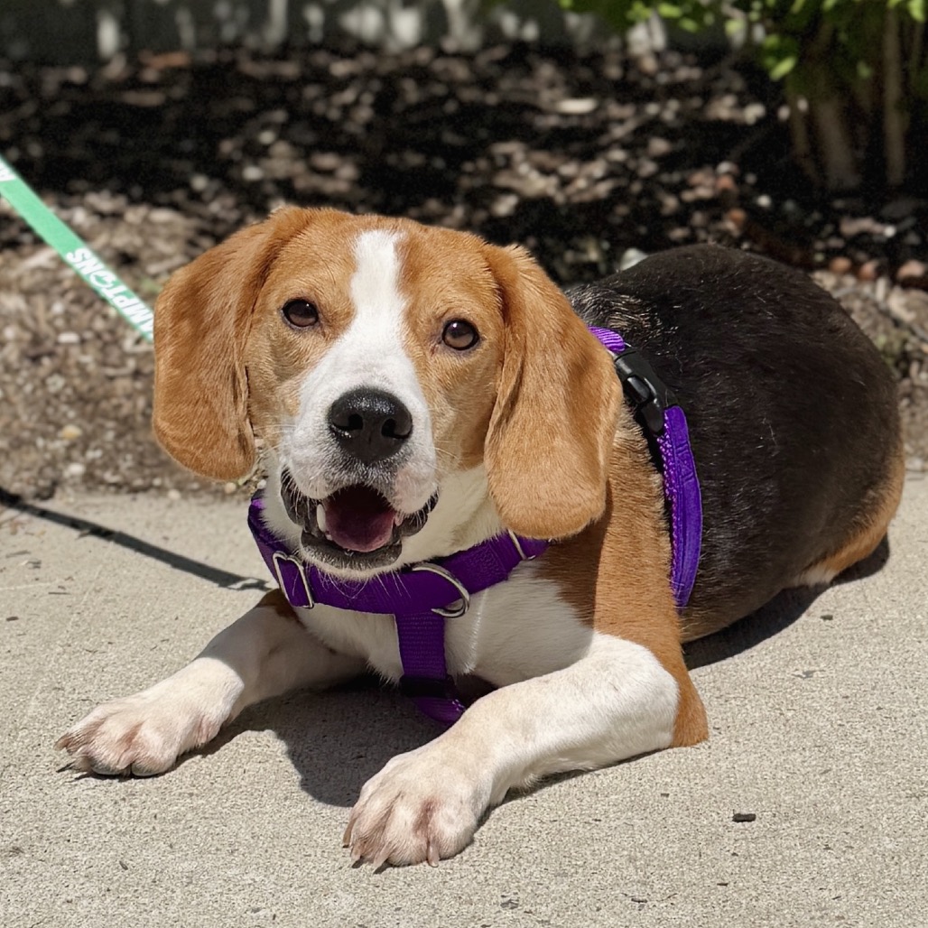 LV Beagle Brown