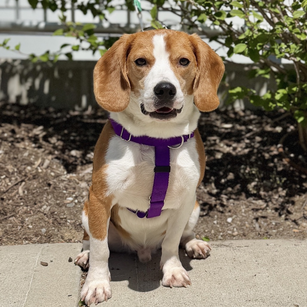LV Beagle Brown