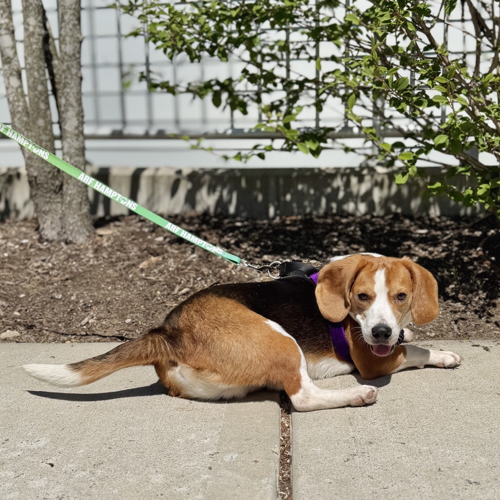 LV Beagle Brown