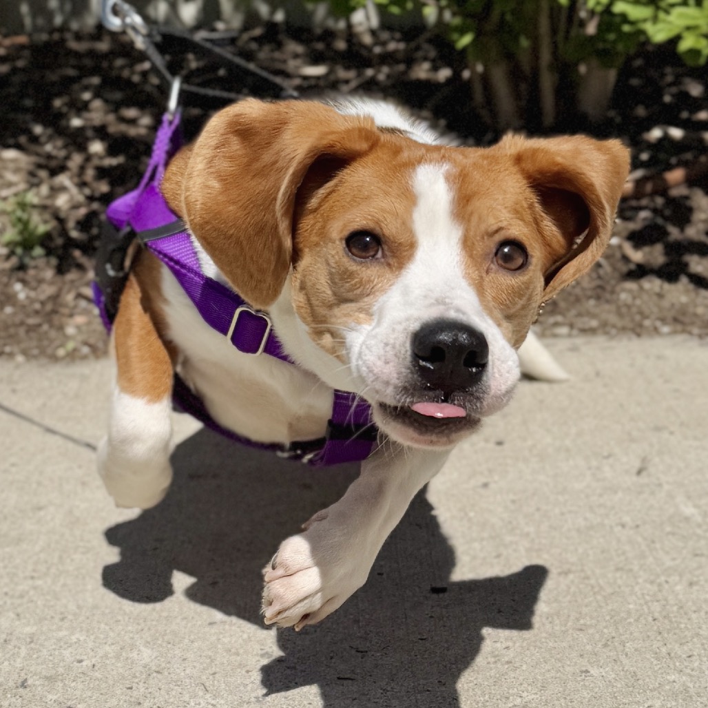 LV Beagle Brown
