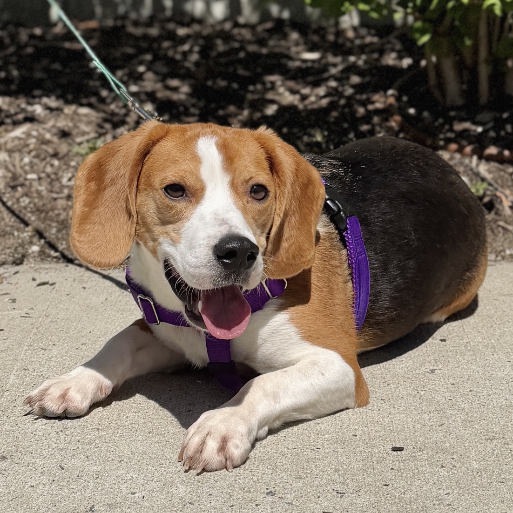 LV Beagle Brown